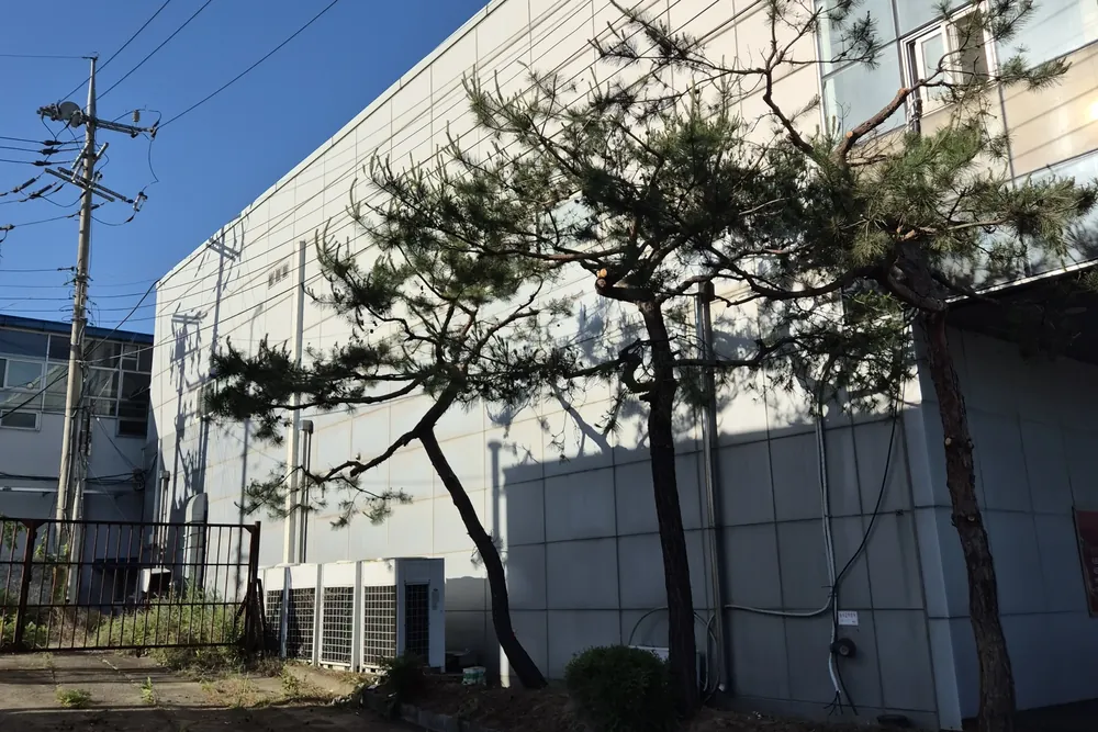창고 건물 벽면 옆 소나무, 작업 전 모습