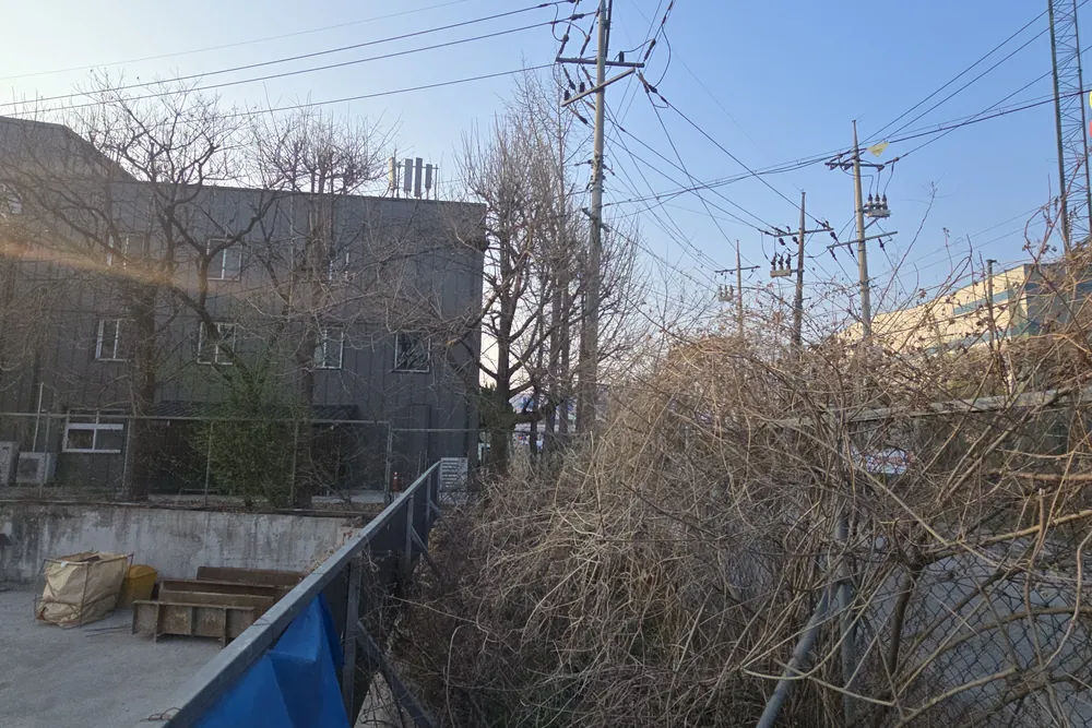 배수로변 잡초와 덩굴이 무성한 모습, 정리 전