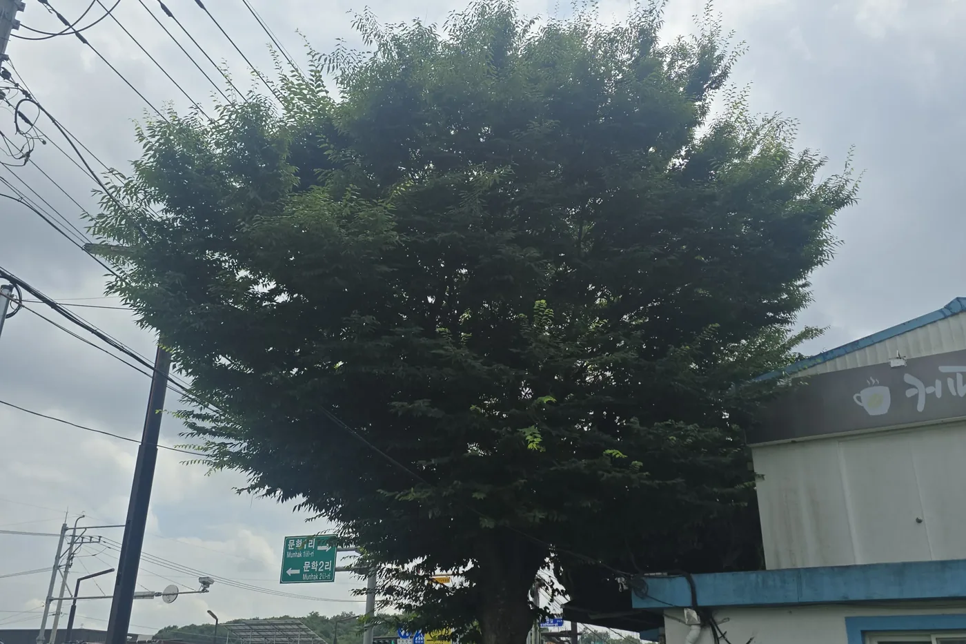 건물 옥상 전선 인근까지 뻗은 수관