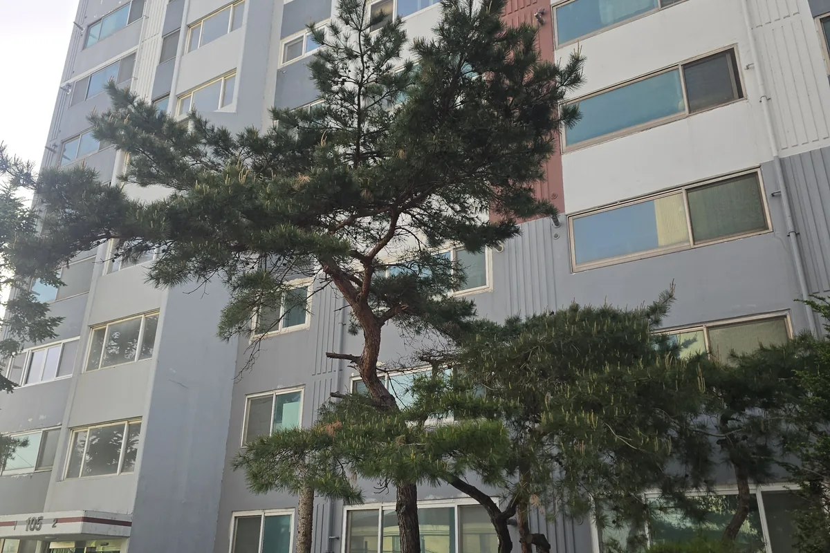 아파트 건물 외벽에 밀착한 소나무, 작업 전 모습