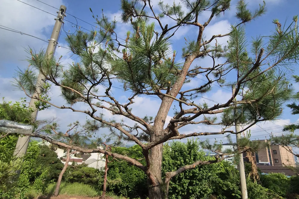 전신주 옆 가지치기 진행 중인 나무