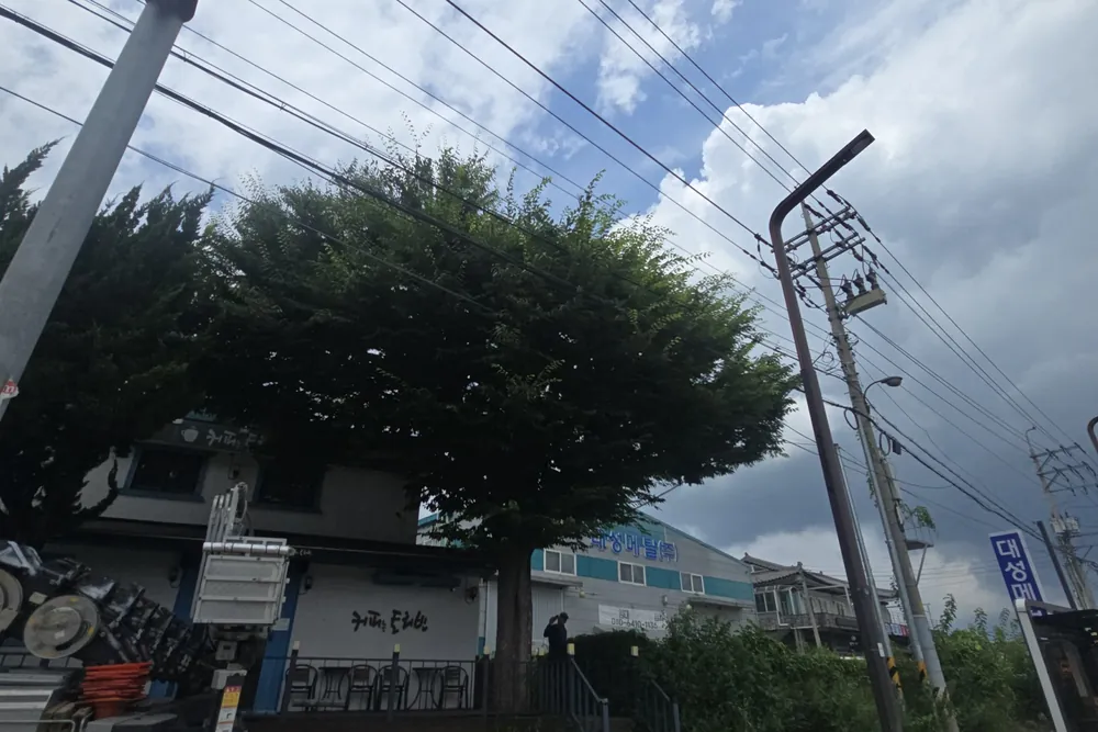 상가 주차장 옆 나무, 간판을 일부 가리는 모습