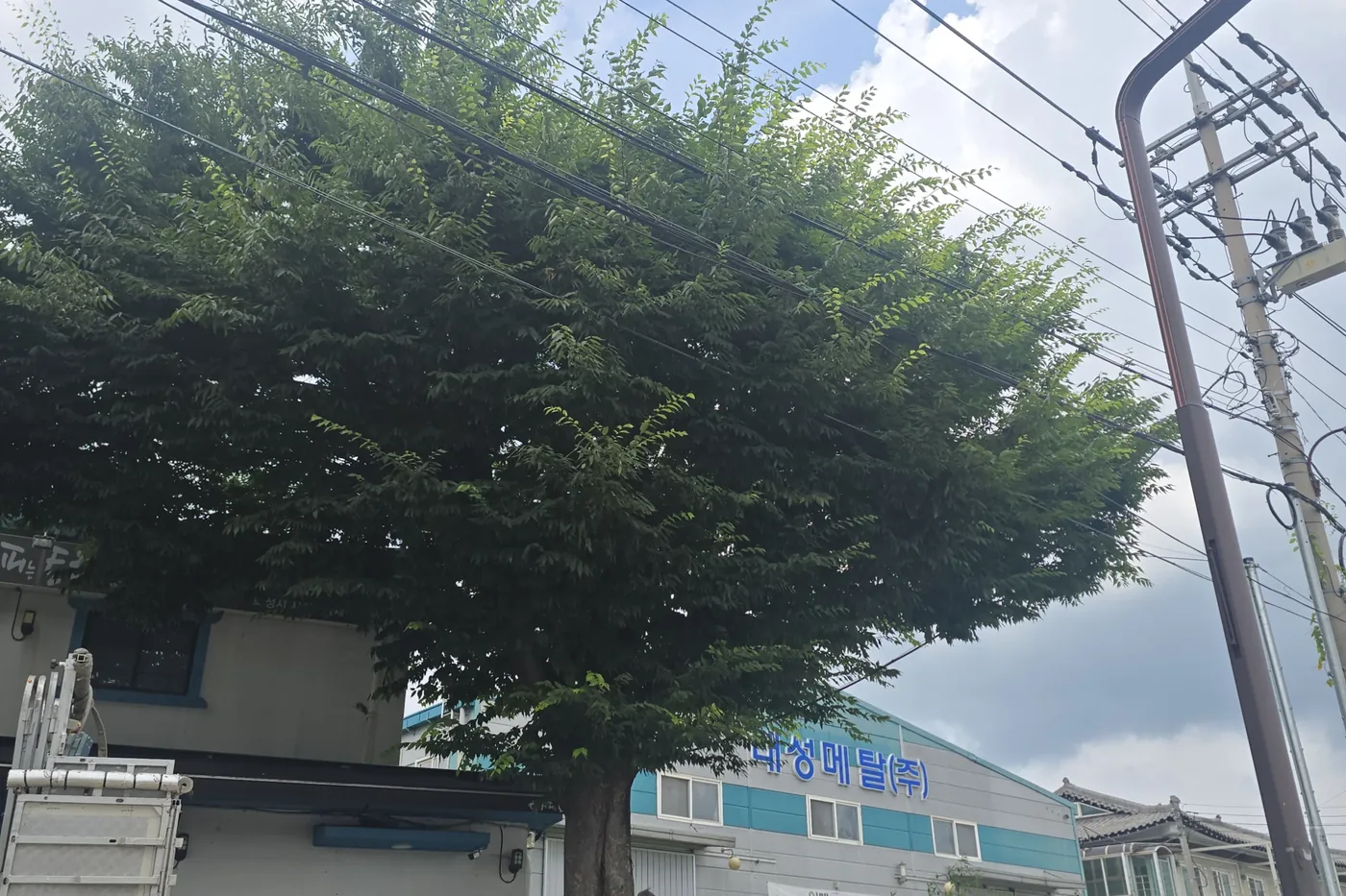카페 옥상 위로 뻗은 활엽수 수관, 전신주 인접