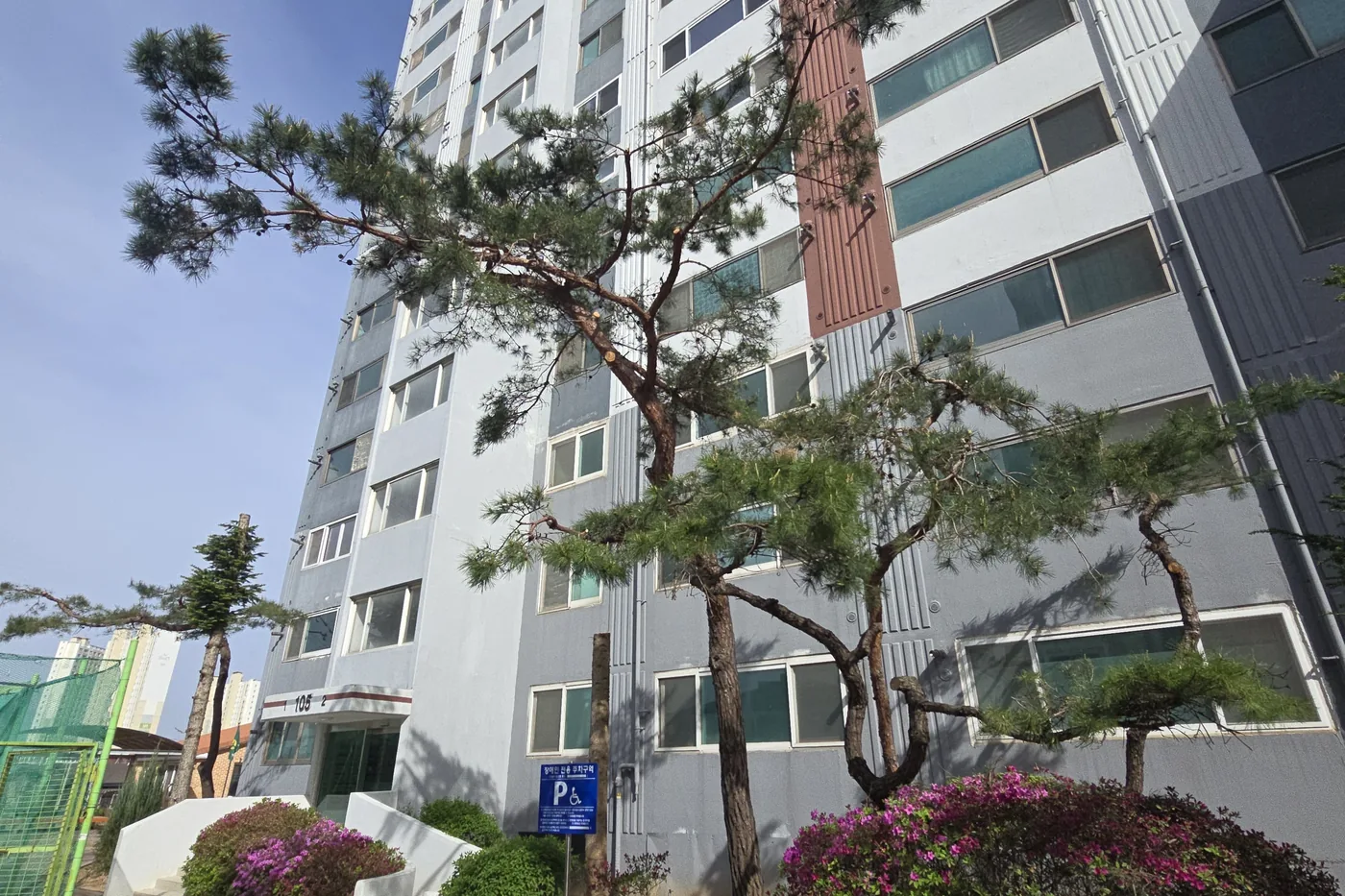 아파트 저층 화단 옆 소나무